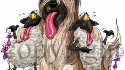 briard_toon2.jpg