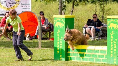 sheepdog isontino 2013-408.jpg