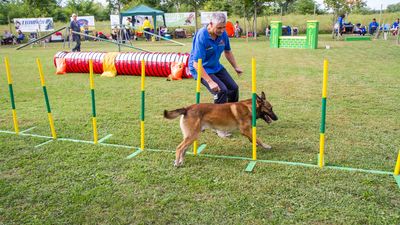 sheepdog isontino 2013-447.jpg