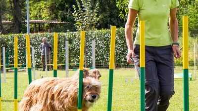 sheepdog isontino 2013-406.jpg