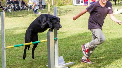 sheepdog isontino 2013-317.jpg