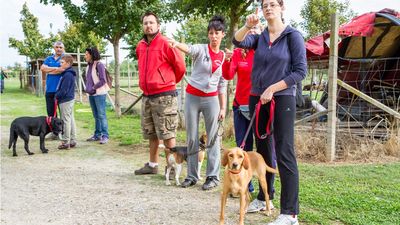 sheepdog isontino 2013-52.jpg