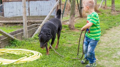 sheepdog isontino 2013-360.jpg