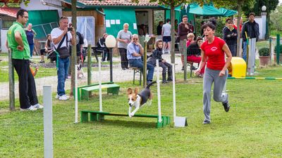 sheepdog isontino 2013-263.jpg