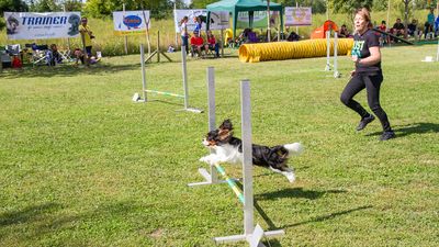 sheepdog isontino 2013-558.jpg