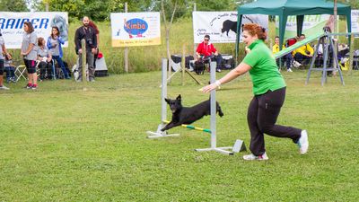 sheepdog isontino 2013-205.jpg