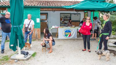 sheepdog isontino 2013-8.jpg