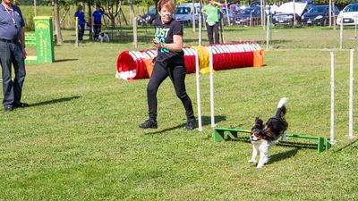 sheepdog isontino 2013-556.jpg