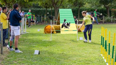 sheepdog isontino 2013-434.jpg