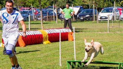 sheepdog isontino 2013-594.jpg