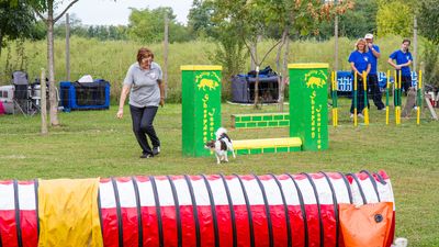 sheepdog isontino 2013-158.jpg