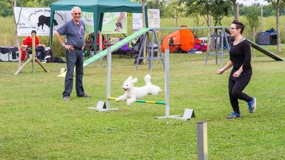 sheepdog isontino 2013-231.jpg