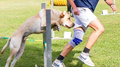 sheepdog isontino 2013-308.jpg