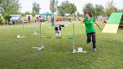 sheepdog isontino 2013-287.jpg