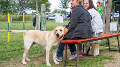 sheepdog isontino 2013-348.jpg