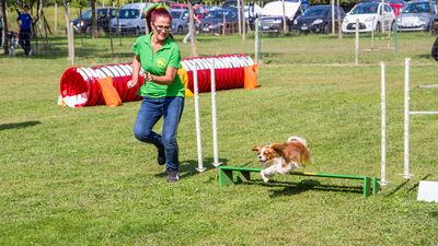 sheepdog isontino 2013-540.jpg