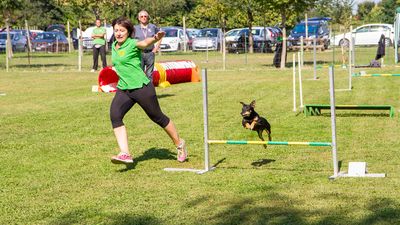 sheepdog isontino 2013-583.jpg