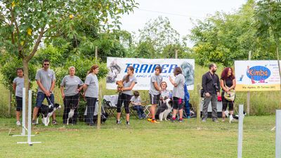 sheepdog isontino 2013-226.jpg