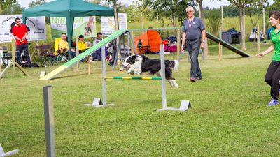 sheepdog isontino 2013-285.jpg