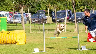 sheepdog isontino 2013-305.jpg