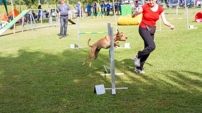 sheepdog isontino 2013-299.jpg