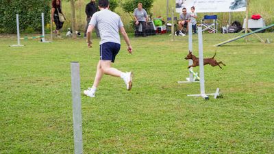 sheepdog isontino 2013-154.jpg