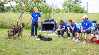 sheepdog isontino 2013-246.jpg