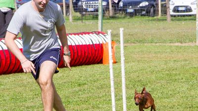 sheepdog isontino 2013-517.jpg