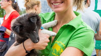 sheepdog isontino 2013-368.jpg