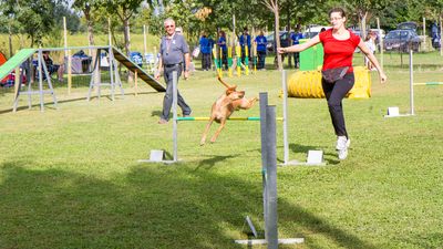 sheepdog isontino 2013-298.jpg