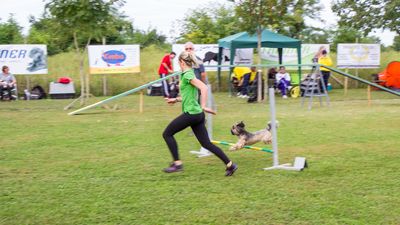 sheepdog isontino 2013-147.jpg