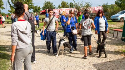 sheepdog isontino 2013-323.jpg