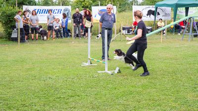 sheepdog isontino 2013-220.jpg