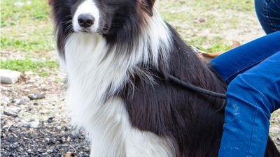 sheepdog isontino 2013-98.jpg