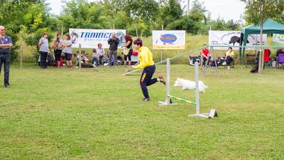 sheepdog isontino 2013-239.jpg