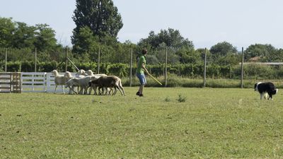 160710_torneo-sheepdog-staffetta_026.jpg