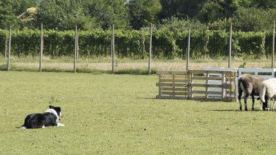 160710_torneo-sheepdog-staffetta_033.jpg