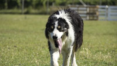 160710_torneo-sheepdog-staffetta_053.jpg