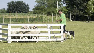 160710_torneo-sheepdog-staffetta_040.jpg