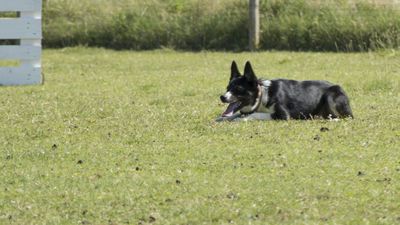 160710_torneo-sheepdog-staffetta_047.jpg