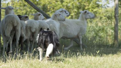 160710_torneo-sheepdog-staffetta_056.jpg