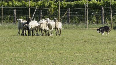 160710_torneo-sheepdog-staffetta_018.jpg