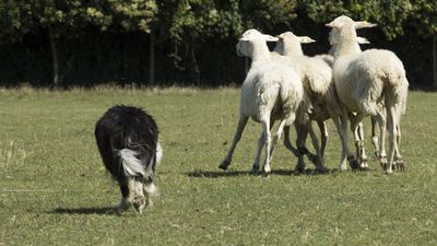 160710_torneo-sheepdog-staffetta_050.jpg