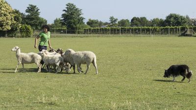 160710_torneo-sheepdog-staffetta_019.jpg