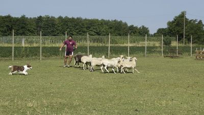 160710_torneo-sheepdog-staffetta_039.jpg