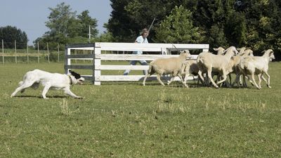 160710_torneo-sheepdog-staffetta_029.jpg