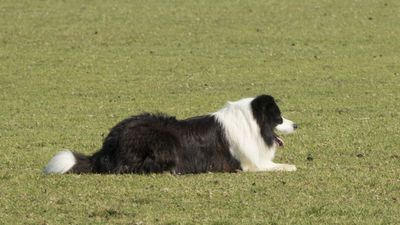 160710_torneo-sheepdog-staffetta_002.jpg