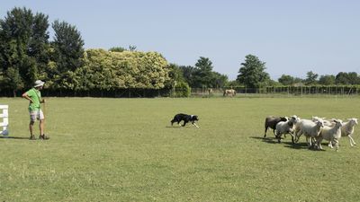 160710_torneo-sheepdog-staffetta_036.jpg