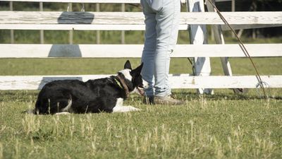 160710_torneo-sheepdog-staffetta_006.jpg