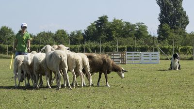 160710_torneo-sheepdog-staffetta_025.jpg